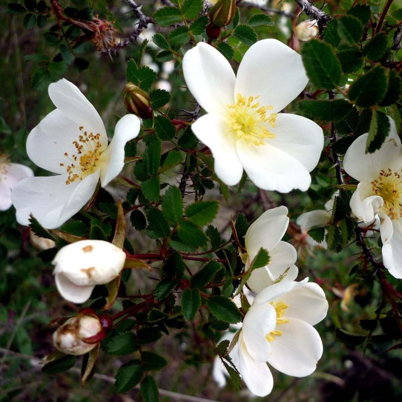 Rosa pimpinellifolia - Dünen-Rose (Flowering)