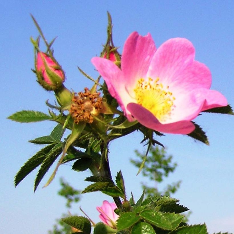 Rosa rubiginosa - Wein-Rose (Flowering)