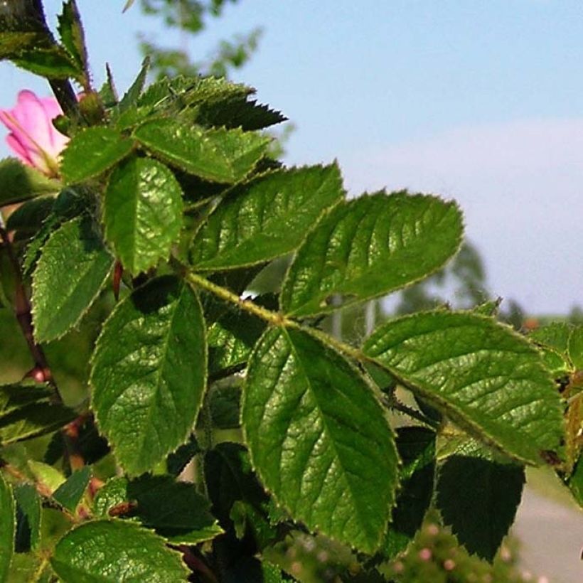 Rosa rubiginosa - Wein-Rose (Foliage)