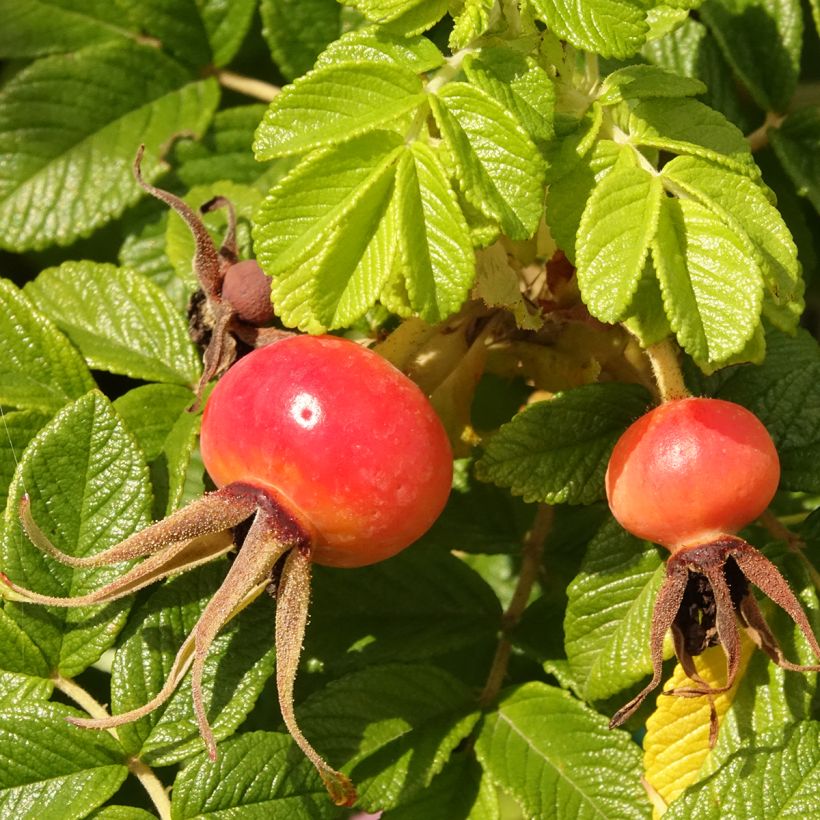 Rosa rugosa Angelia Pink - Apfelrose (Ernte)