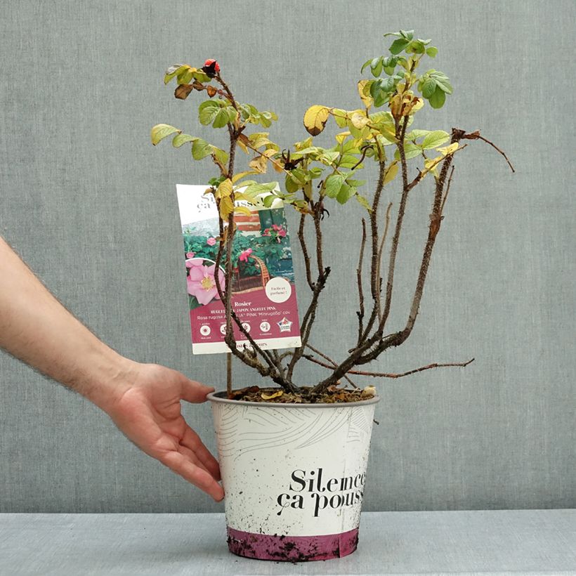 Exemplar von Rosa rugosa Angelia Pink - Apfelrose Topf mit 4L/5L wie im Herbst geliefert