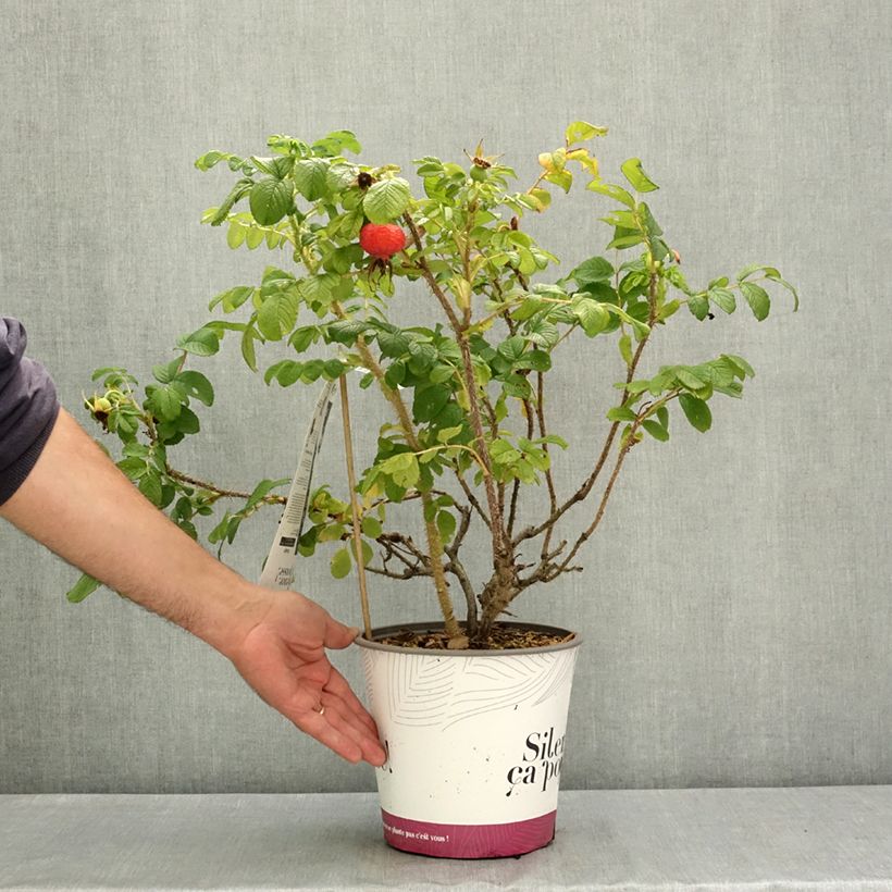 Exemplar von Rosa rugosa Angelia Pink - Apfelrose Topf mit 4L/5L wie im Sommer geliefert