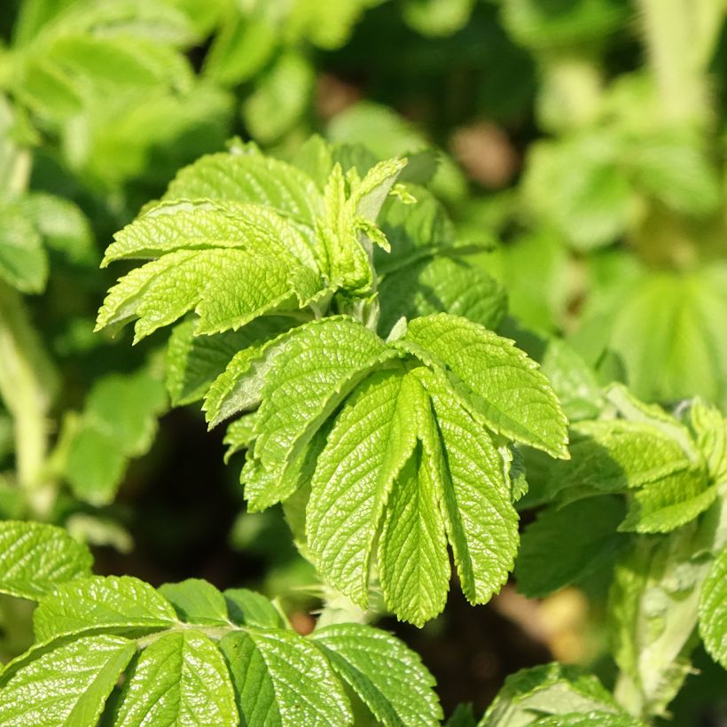Rosa rugosa Angelia Purple - Apfelrose (Laub)