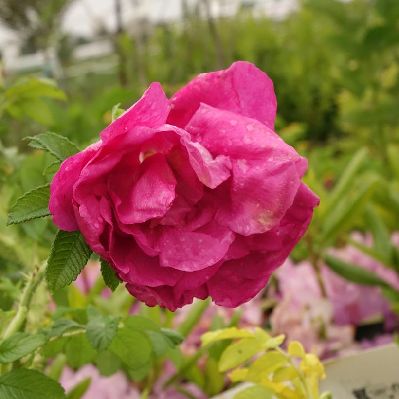 Rosa rugosa Angelia Purple - Apfelrose (Blüte)