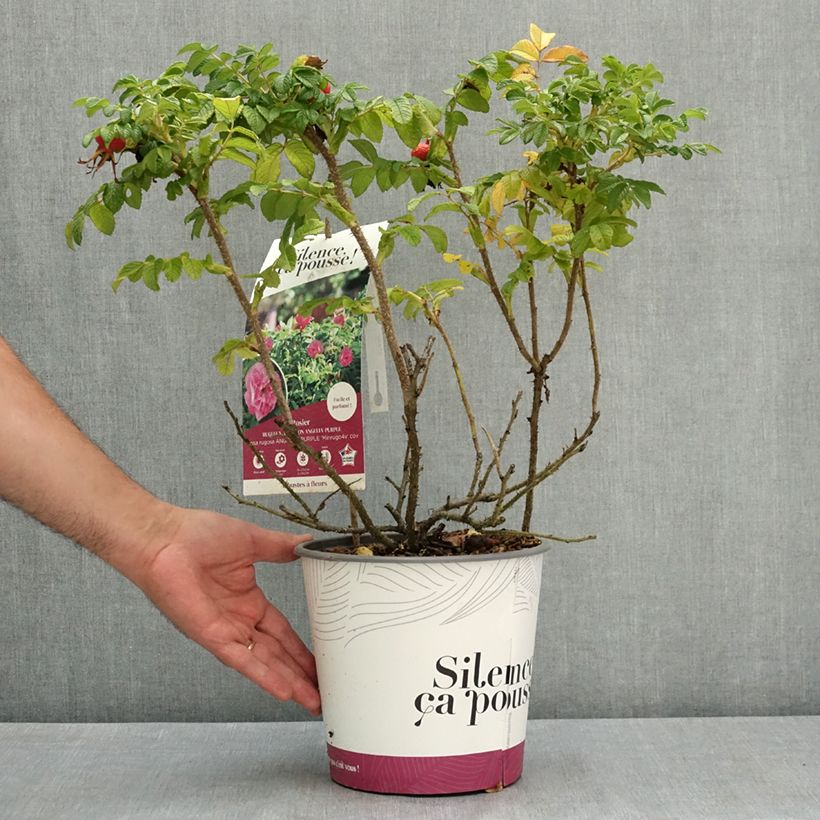 Exemplar von Rosa rugosa Angelia Purple Pot de 4L/5L wie im Sommer geliefert