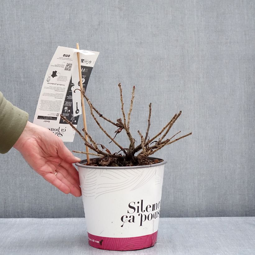 Exemplar von Rosa rugosa Angelia Purple - Apfelrose Topf mit 4L/5L wie im Winter geliefert