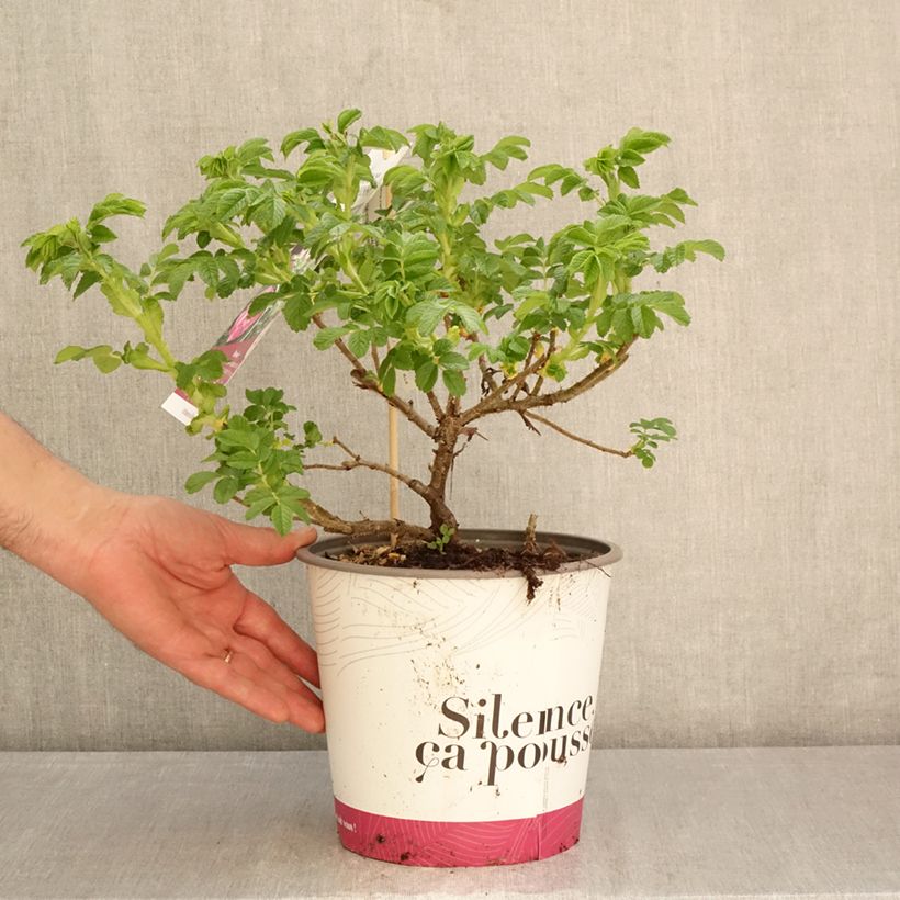 Exemplar von Rosa rugosa Angelia Purple - Apfelrose Topf mit 4L/5L wie im Frühjahr geliefert