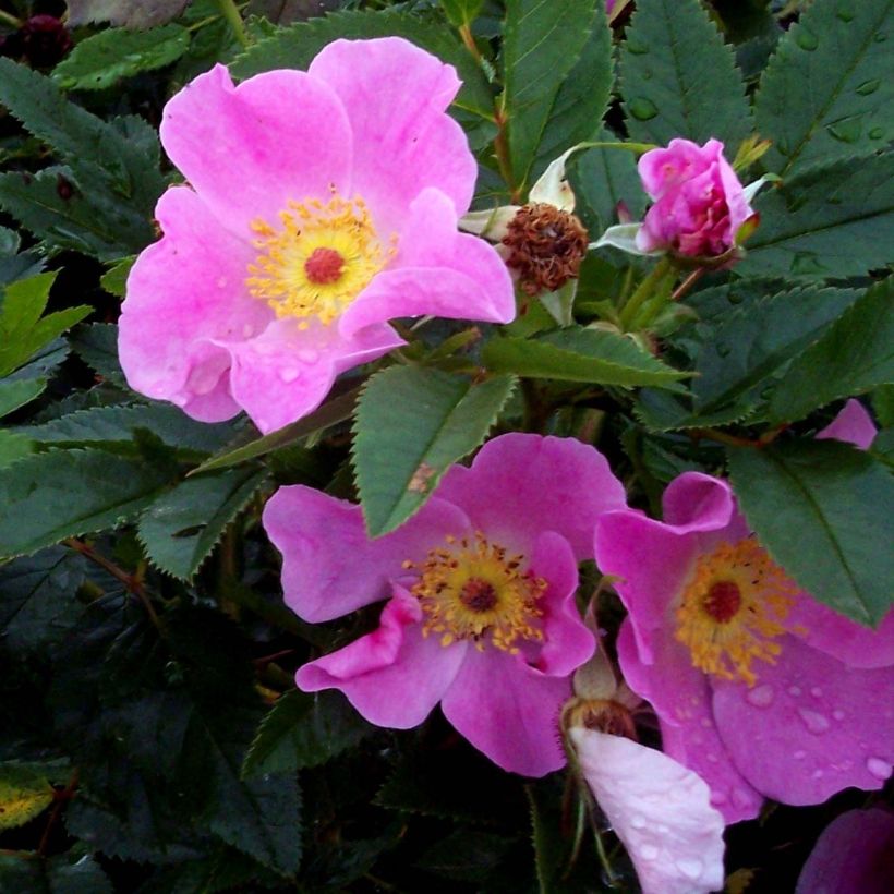 Rosa virginiana - Virginianische Rose (Flowering)