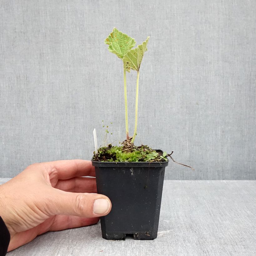 Exemplar von Alcea rosea Chater's Double Yellow - Gewöhnliche Stockrose Kleine Töpfe von 7/8 cm wie im Herbst geliefert