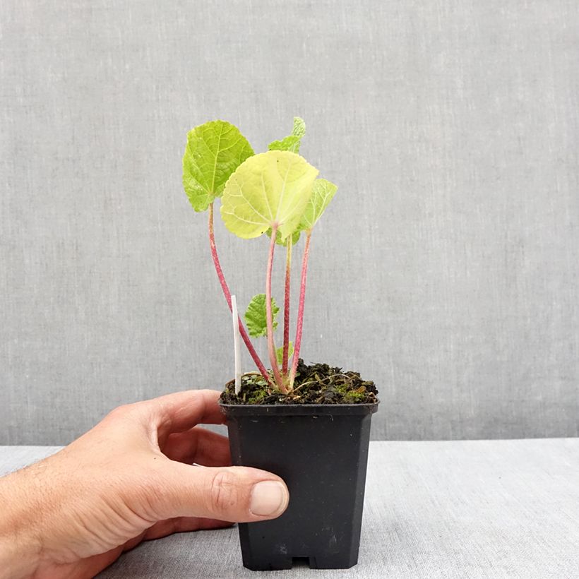Example of Alcea rosea Chater's Double Yellow - Gewöhnliche Stockrose Kleine Töpfe von 7/8 cm as you get in printemps