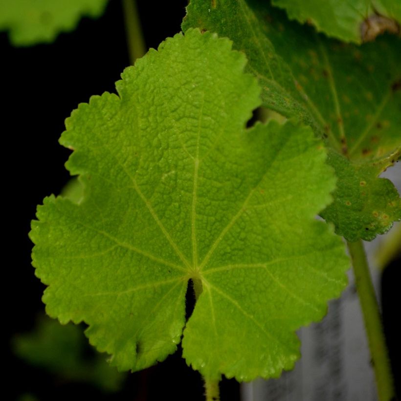 Alcea rosea Chatter's Red - Gewöhnliche Stockrose (Foliage)