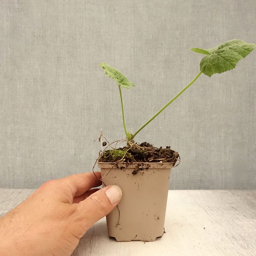 Exemplar von Rose trémière - Alcea rosea Sunshine Godet de 8/9 cm wie im Sommer geliefert