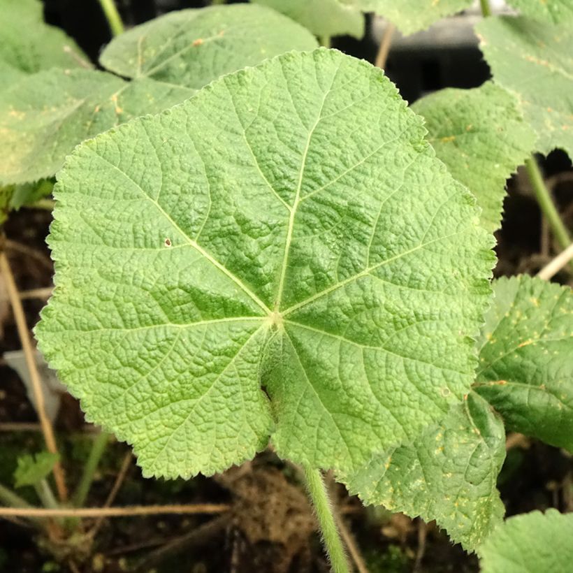 Alcea rosea Sunshine - Gewöhnliche Stockrose (Foliage)