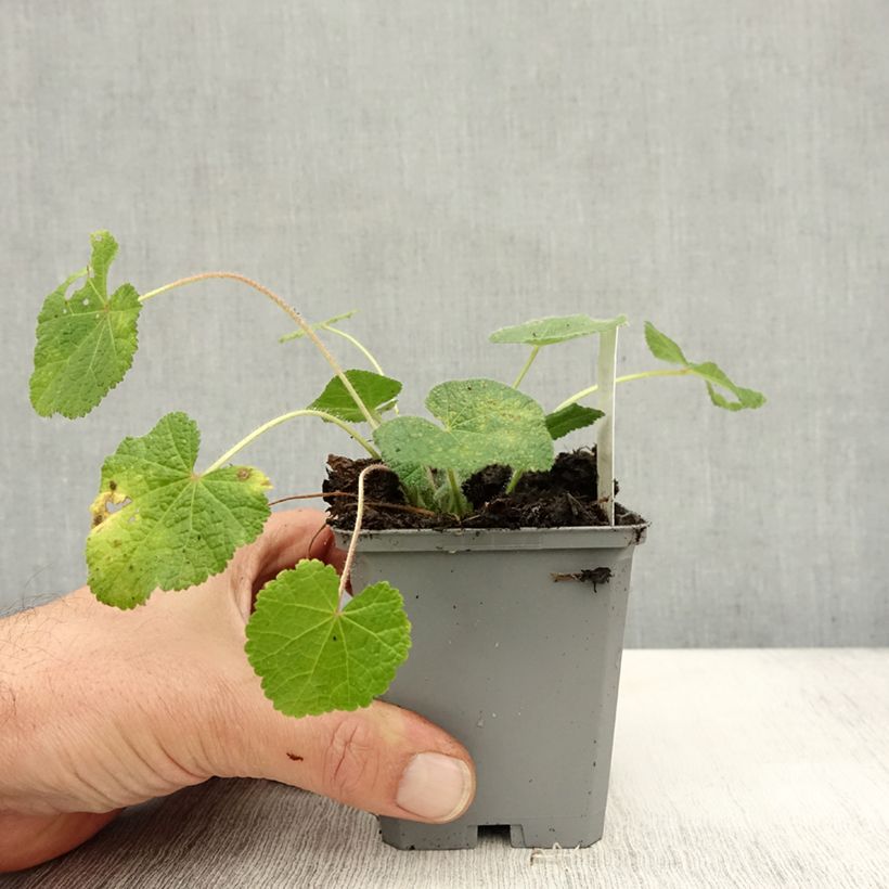 Example of Alcea rugosa - Gewöhnliche Stockrose Kleine Töpfe von 8/9 cm as you get in automne