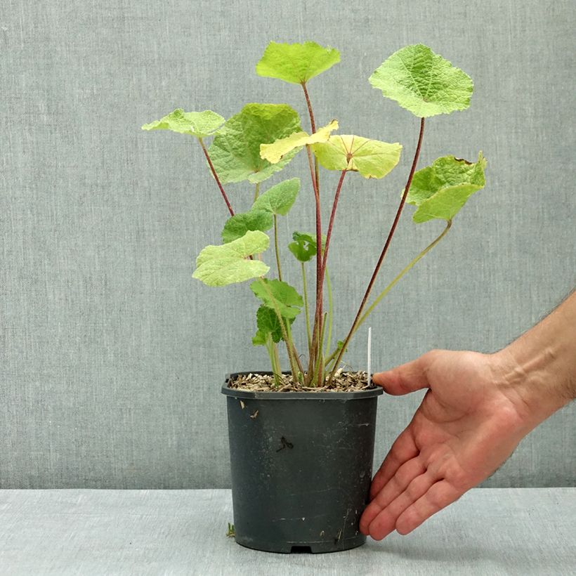 Exemplar von Alcea rosea Nigra - Gewöhnliche Stockrose Topf mit 2L/3L wie im Sommer geliefert
