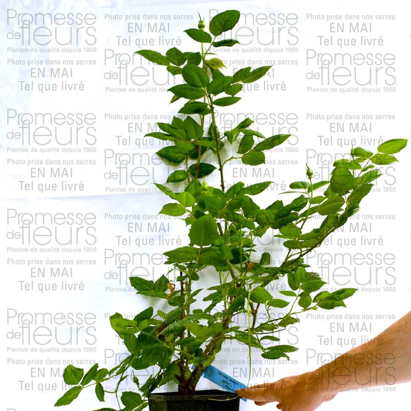 Example of Rosa Generosa 100 idees Jardin - Guillot Rose Topf mit 4L/5L as you get
