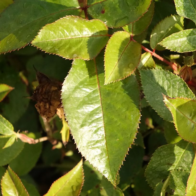 Rosa Abbatiale de Pontigny Ora 922 - Beetrose (Foliage)