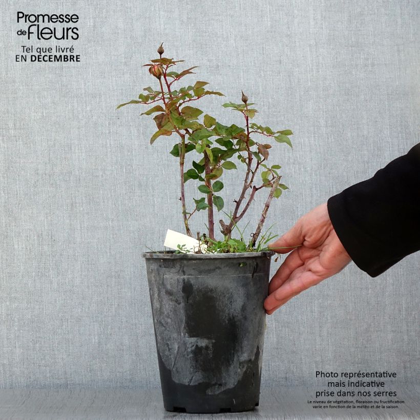 Example of Rosa Abbatiale de Pontigny Ora 922 - Beetrose Topf mit 4L/5L as you get in automne