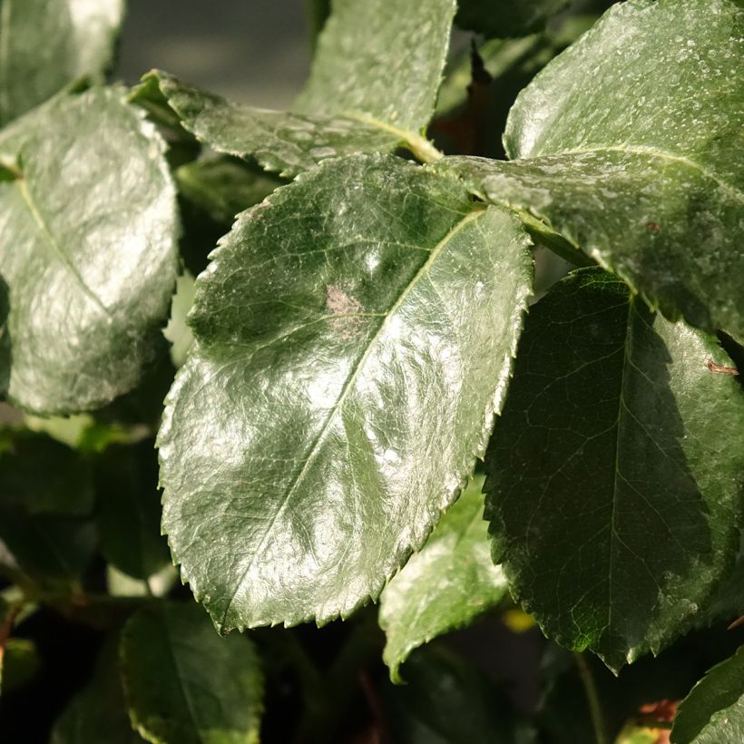 Rosa Abracadabra - Beetrose (Foliage)