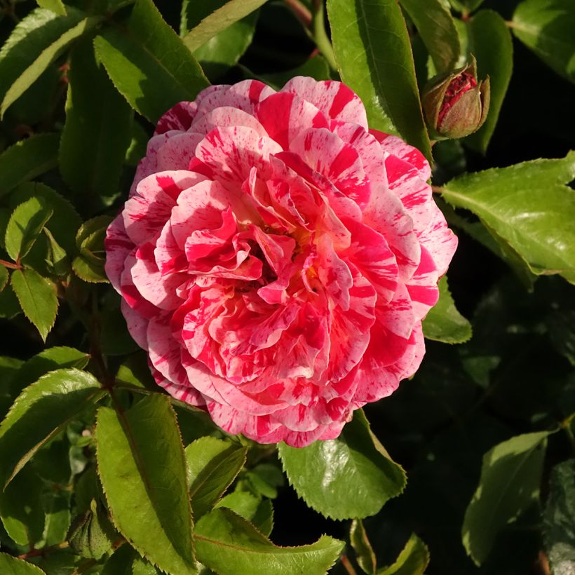Rosa Abracadabra - Beetrose (Flowering)