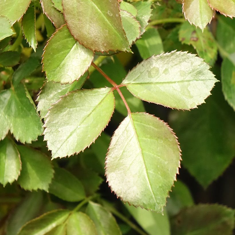 Rosa Alain - Beetrose (Foliage)