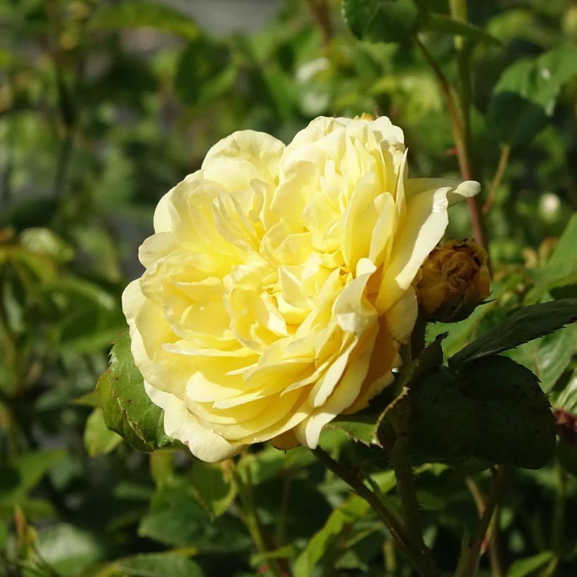 Rosa Anny Duperey - Beetrose (Flowering)