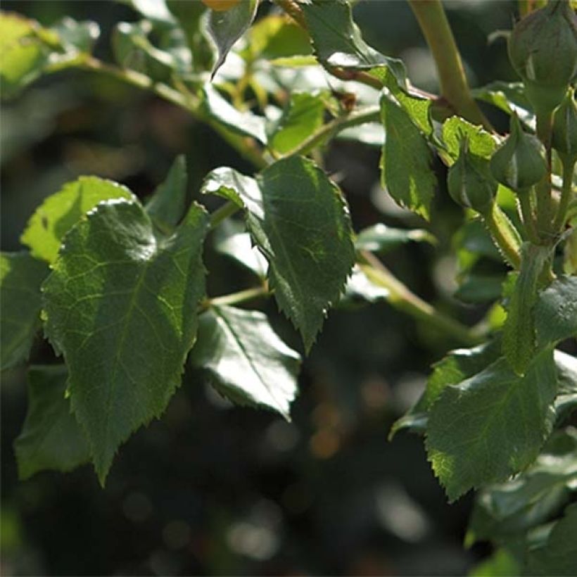 Rosa Bentheimer Gold - Beetrose (Foliage)