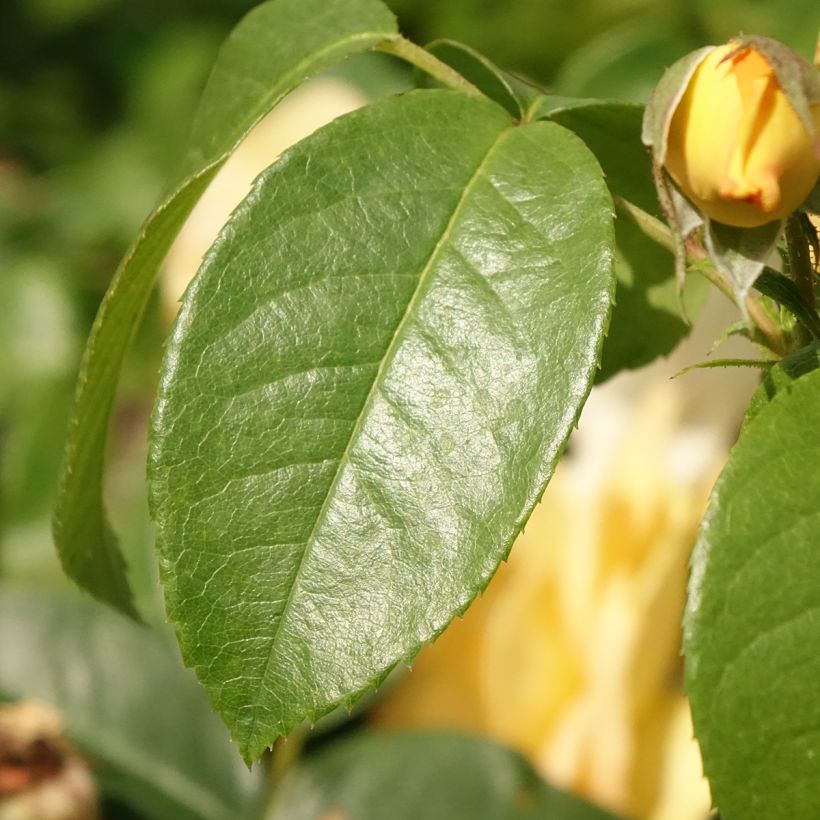 Rosa Bernstein Rose Taneitber - Beetrose (Foliage)