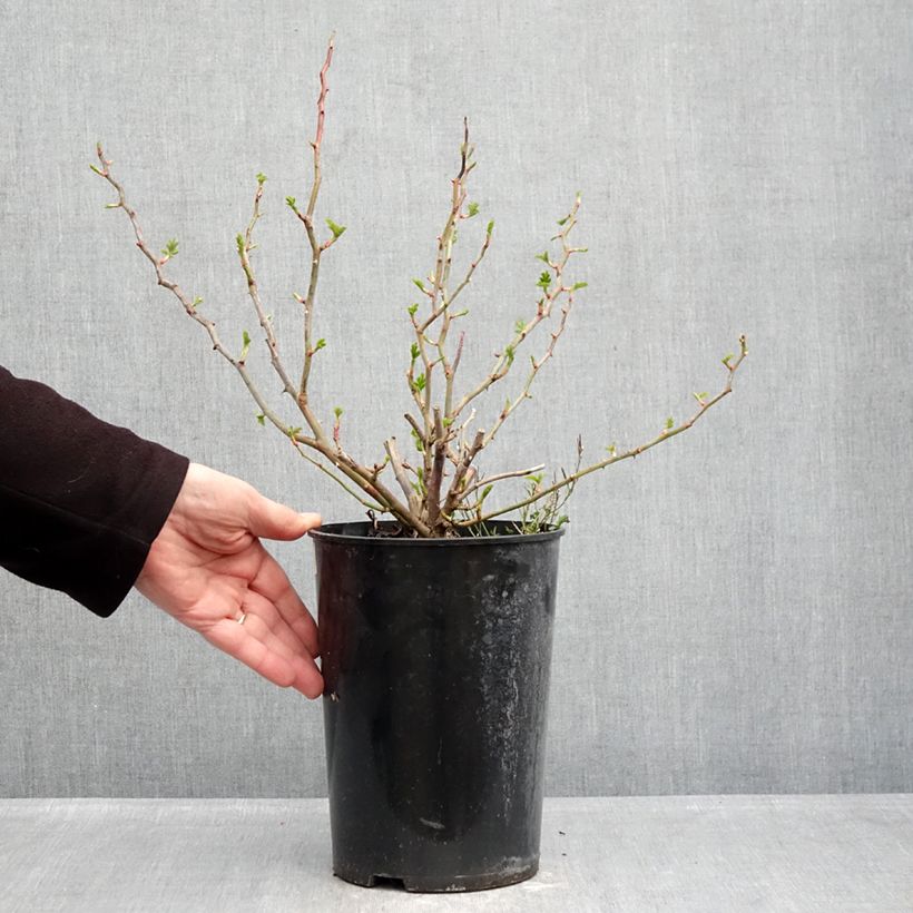 Exemplar von Rosa persica Eyes for You Blue Eyes - Beetrose Topf mit 4L/5L wie im Winter geliefert