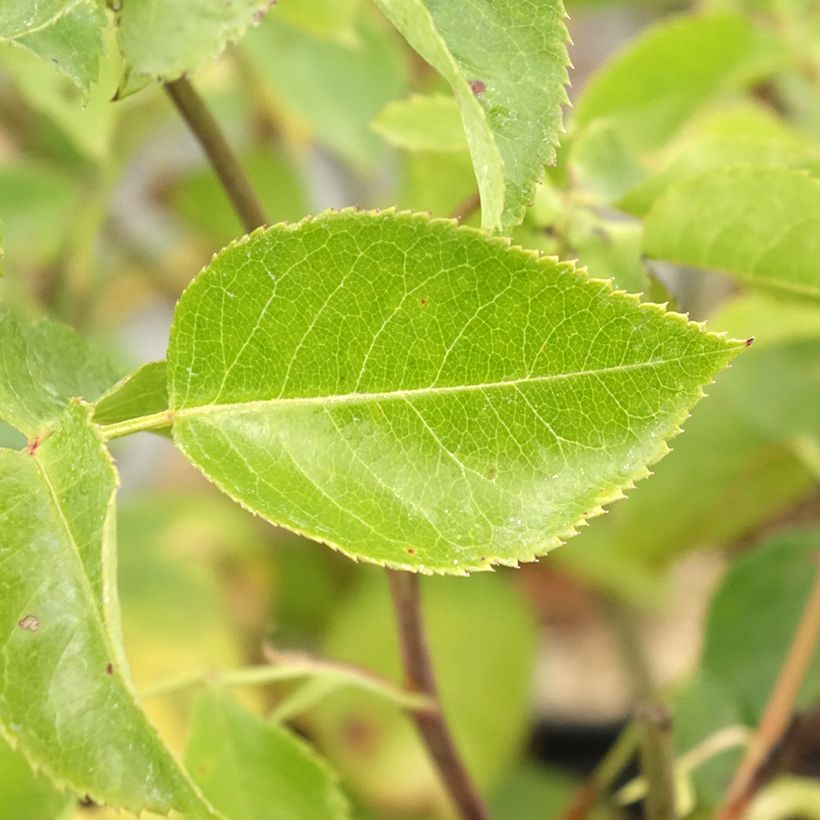 Rosa Bluebell - Beetrose (Foliage)