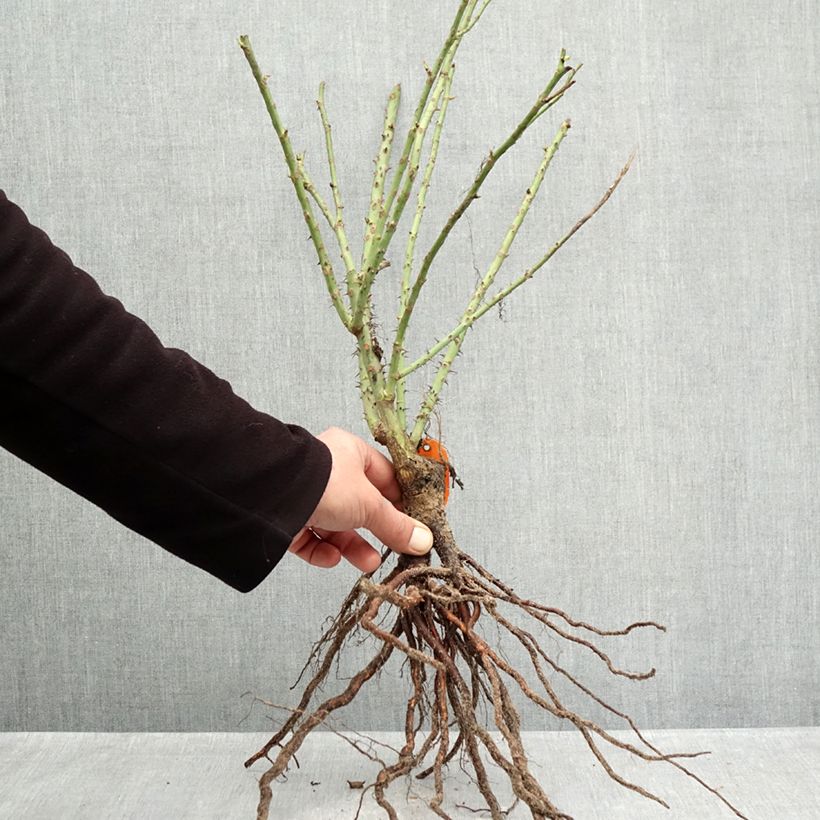 Exemplar von Rosa Bluebell - Beetrose Wurzelnackt wie im Winter geliefert