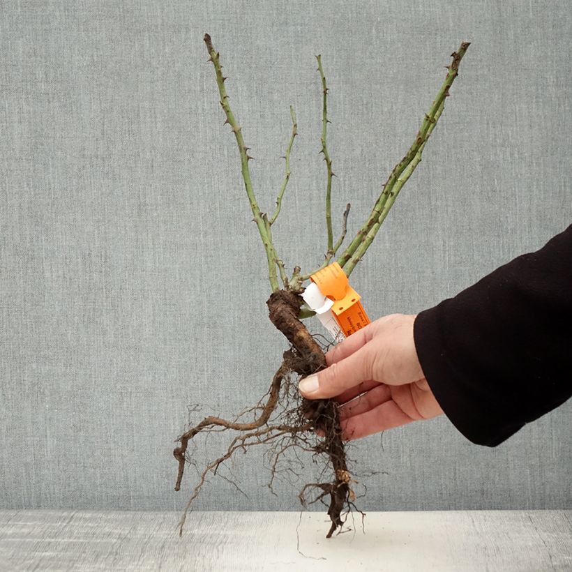 Exemplar von Rosa Botticelli - Beetrose Wurzelnackt wie im Winter geliefert
