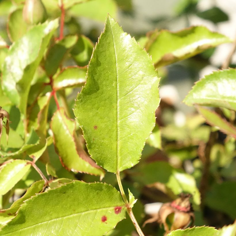 Rosa Botticelli - Beetrose (Foliage)