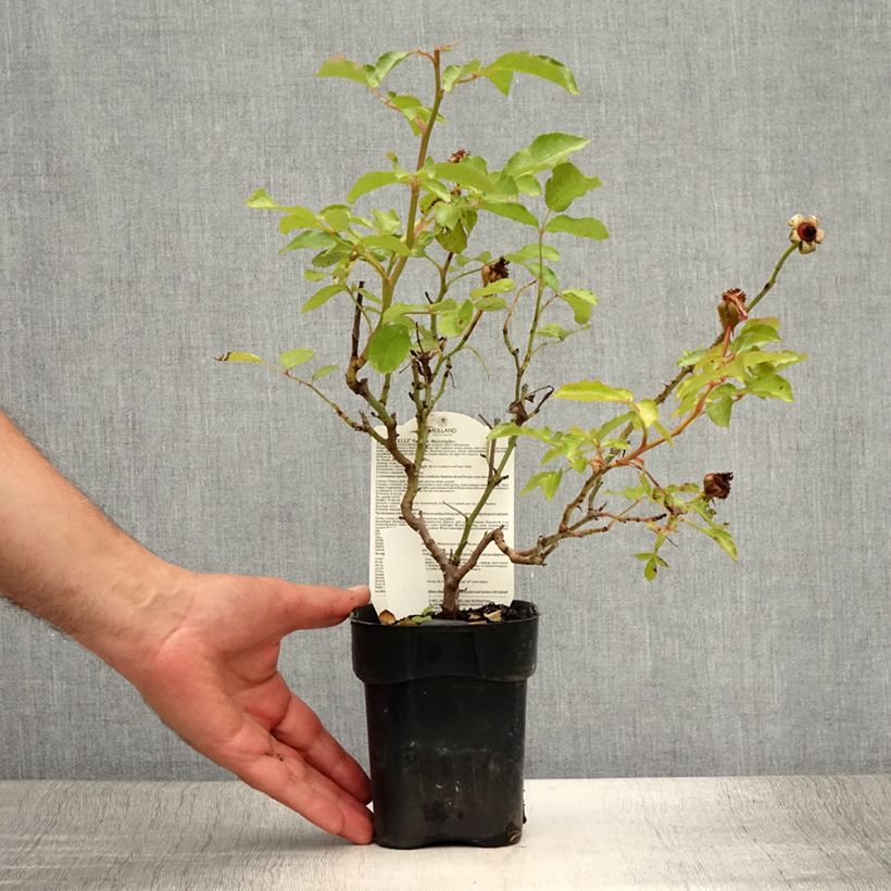 Example of Rosa Botticelli - Beetrose Topf 10 cm/11cm as you get in ete
