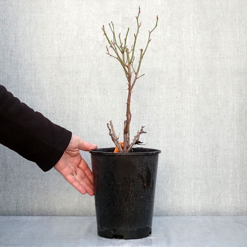 Exemplar von Rosa Botticelli - Beetrose Topf mit 4L/5L wie im Winter geliefert