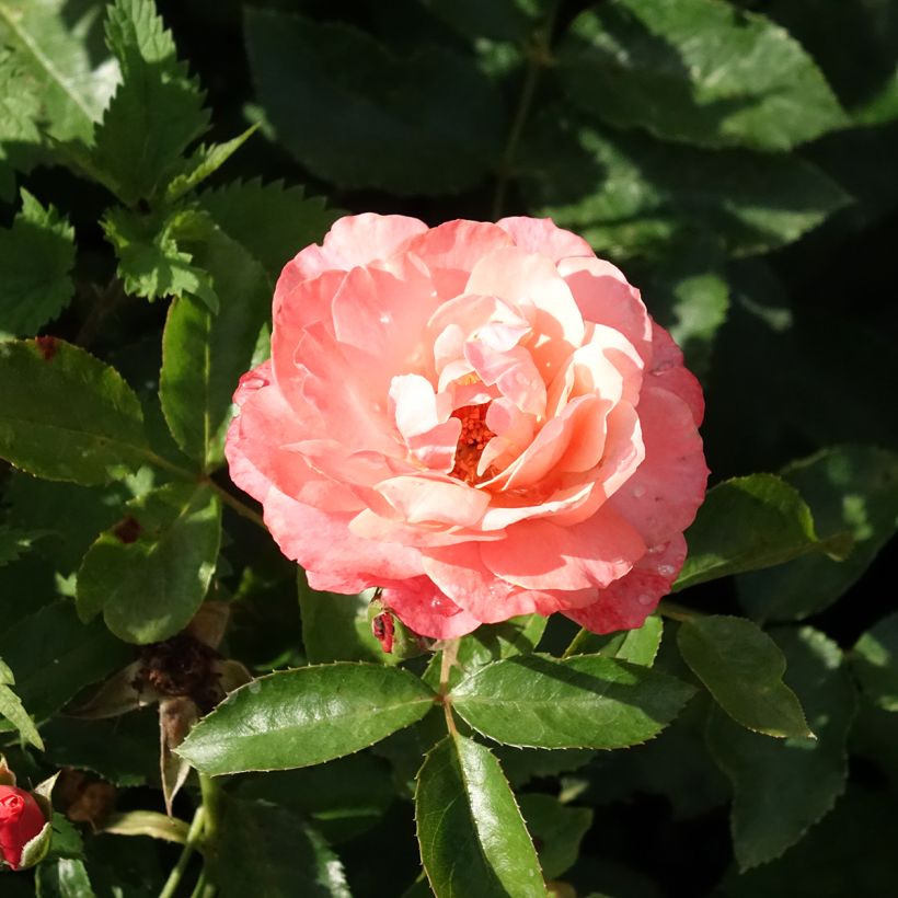 Rosa Botticelli - Beetrose (Flowering)