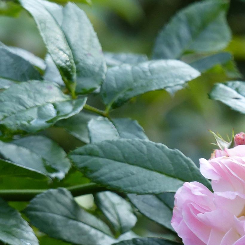 Rosa moschata Bouquet Parfait - Moschus-Rose (Foliage)