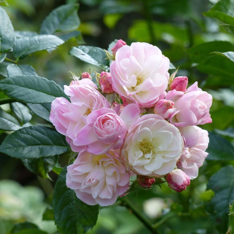 Rosa moschata Bouquet Parfait - Moschus-Rose (Flowering)