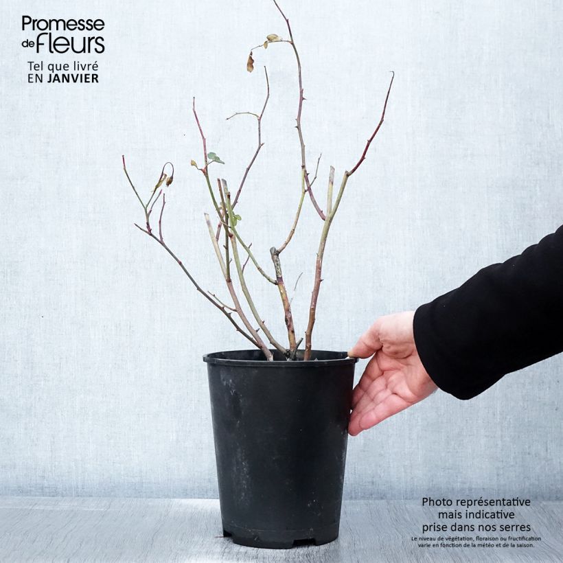 Exemplar von Rosa Caroline's Heart - Beetrose Topf mit 4L/5L wie im Winter geliefert