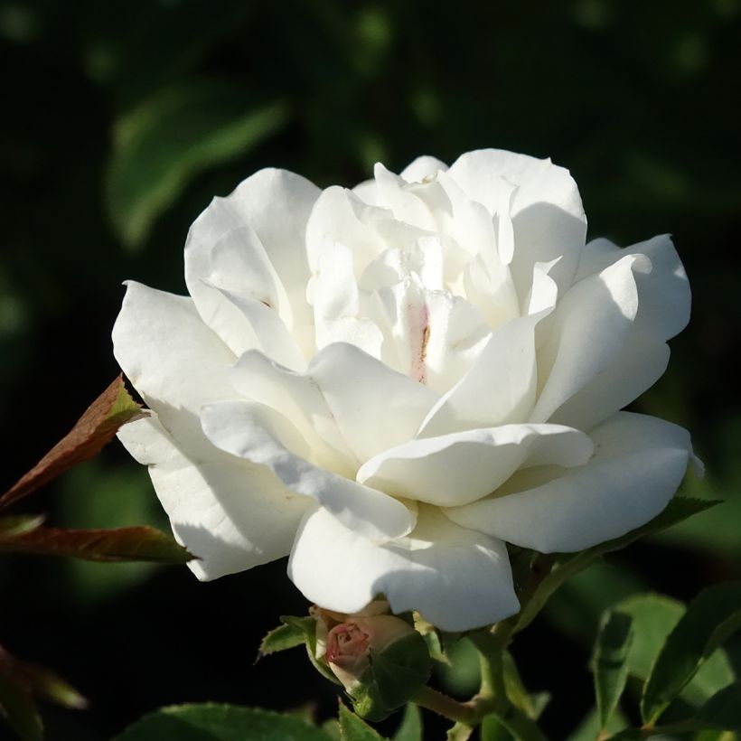 Rosa Carte Blanche - Beetrose (Flowering)