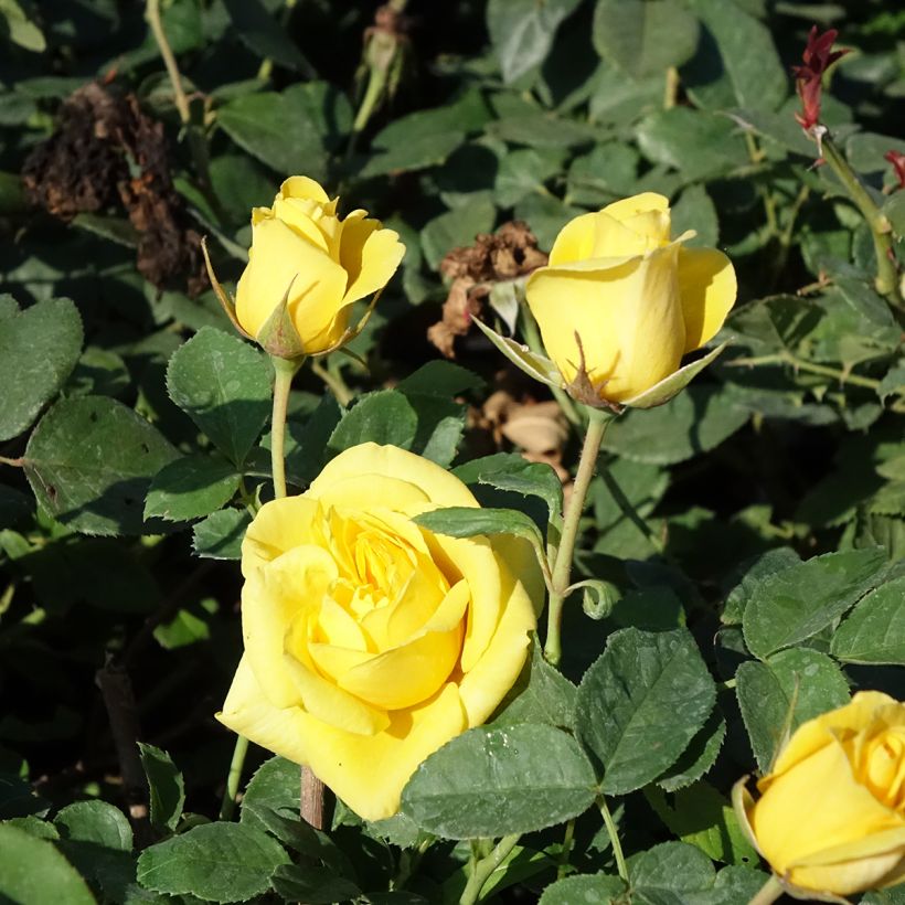 Rosa Carte d'Or - Beetrose (Flowering)