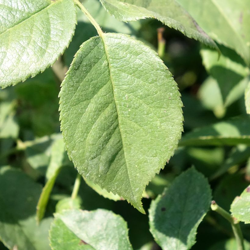 Rosa Charles Aznavour - Beetrose (Foliage)