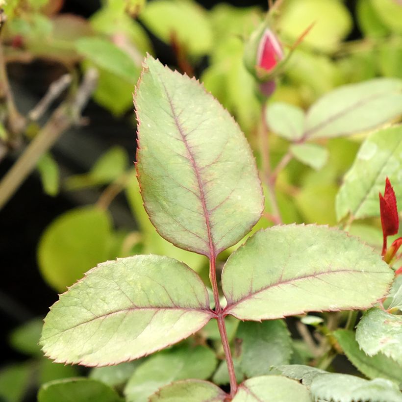 Rosa polyantha Cherry Bonica - Beetrose (Foliage)
