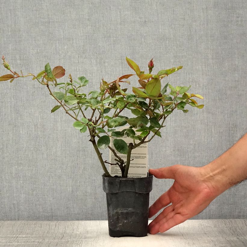 Example of Rosa polyantha Cherry Bonica - Beetrose Topf 10 cm/11cm as you get in ete