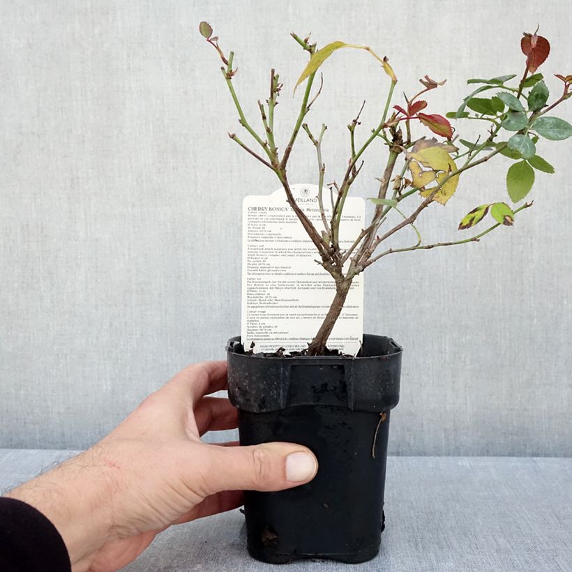 Exemplar von Rosa polyantha Cherry Bonica - Beetrose Topf 10 cm/11cm wie im Herbst geliefert