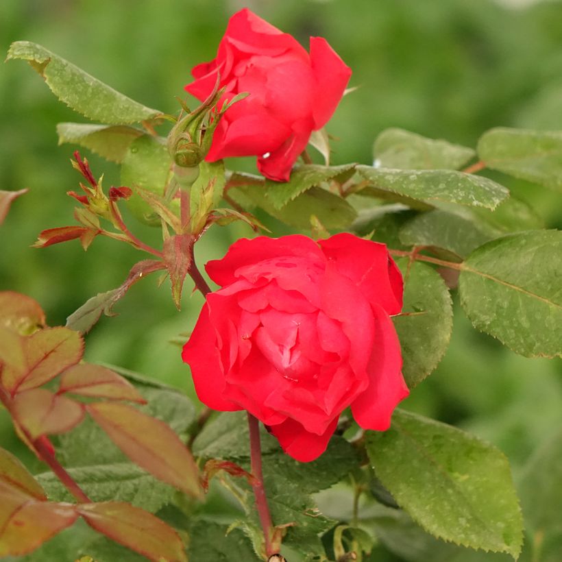 Rosa polyantha Cherry Bonica - Beetrose (Flowering)
