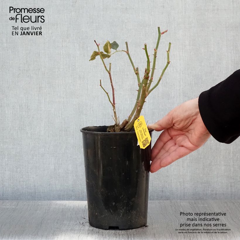 Exemplar von Rosa Fantasia Coral Lions-Rose - Beetrose Topf mit 3L/4L wie im Winter geliefert