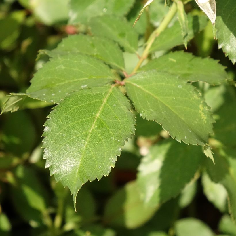 Rosa Crème Chantilly 'Meiradena' - Beetrose (Foliage)