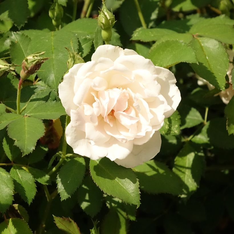 Rosa Crème Chantilly 'Meiradena' - Beetrose (Flowering)