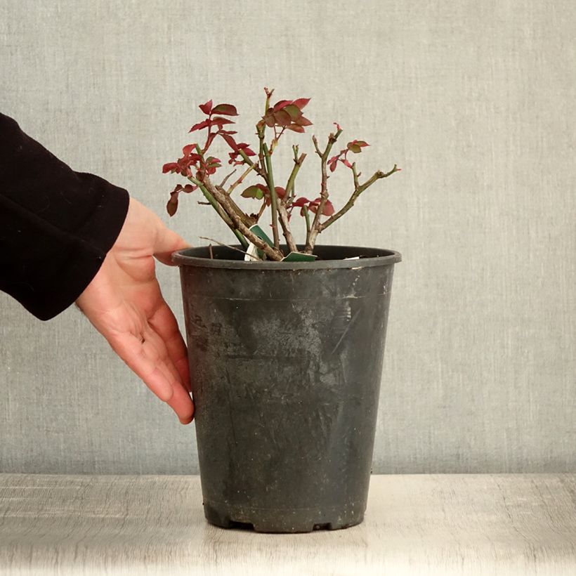 Exemplar von Rosa Favorite - Beetrose Topf mit 4L/5L wie im Winter geliefert